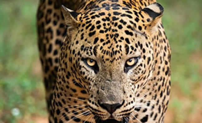 Yala National Park – Morning Tour