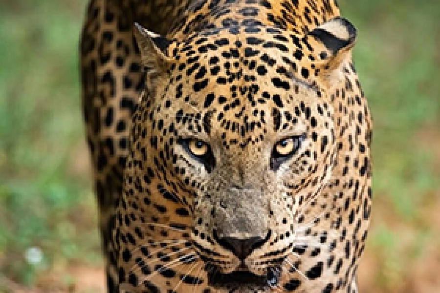 Yala National Park – Morning Tour