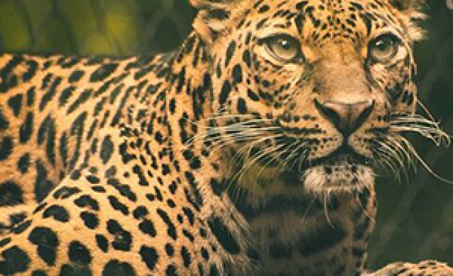 Yala National Park – Full Day Tour