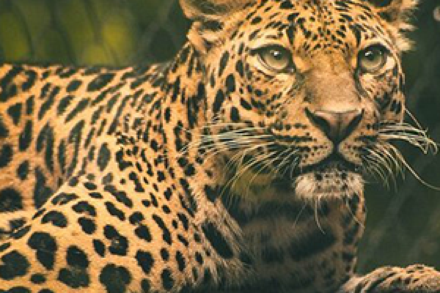 Yala National Park – Full Day Tour