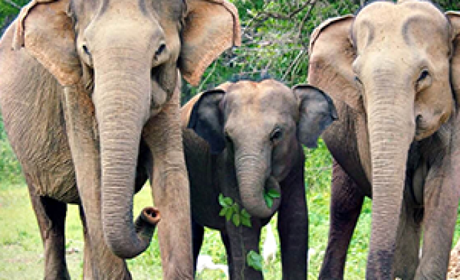 Yala National Park – More Morning Tour