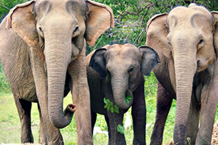 Yala National Park – More Morning Tour