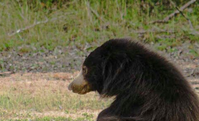 Yala National Park – Evening Tour