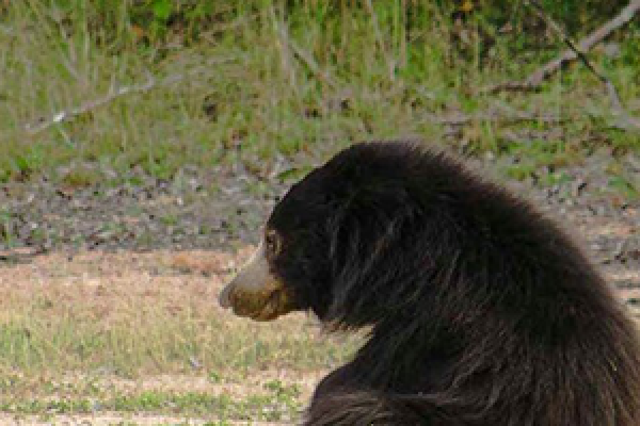 Yala National Park – Evening Tour