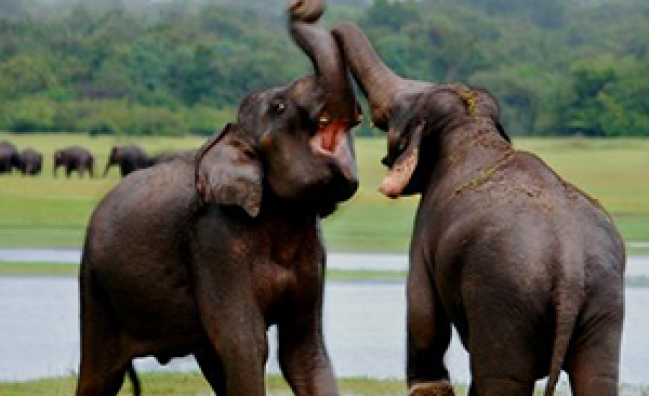 Udawalawe National Park – Morning Tour