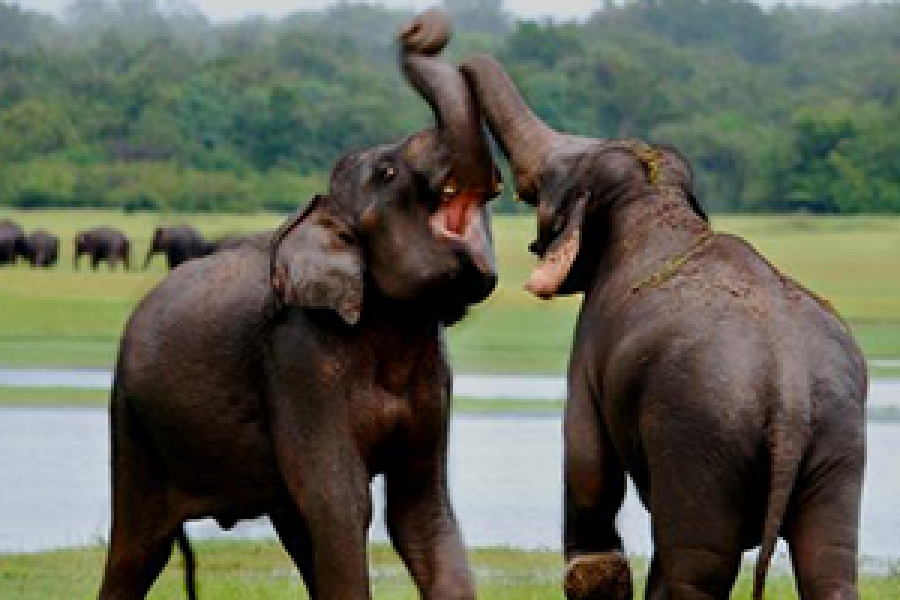Udawalawe National Park – Morning Tour