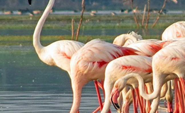 Bundala National Park – Morning Tour