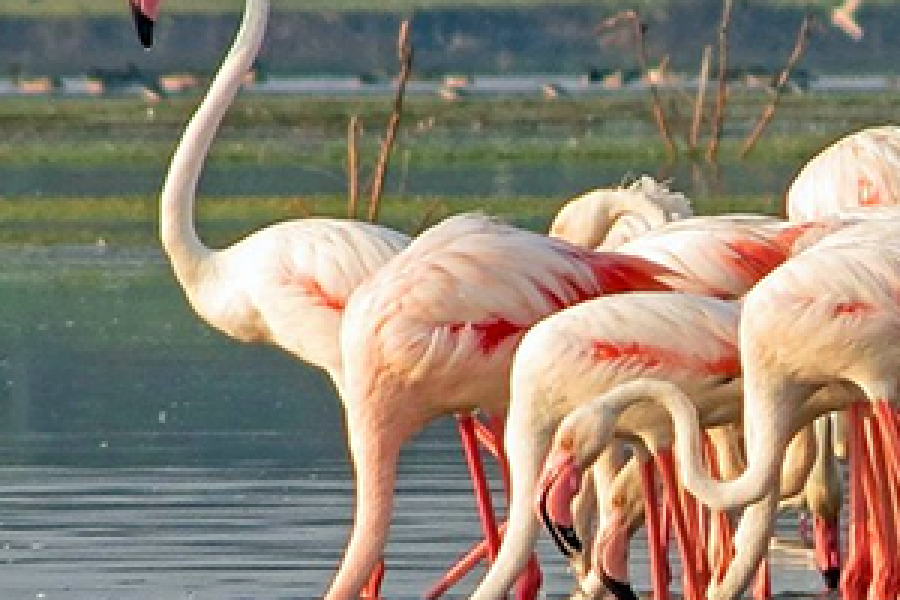 Bundala National Park – Morning Tour